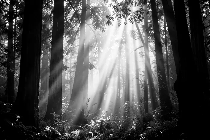 Fogbeams Grove