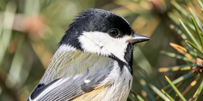 Chickadee Portrait