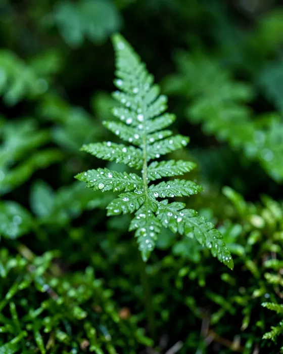 Cove Fern