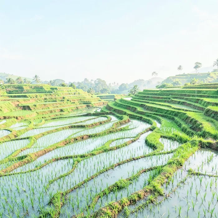 Rice Contours