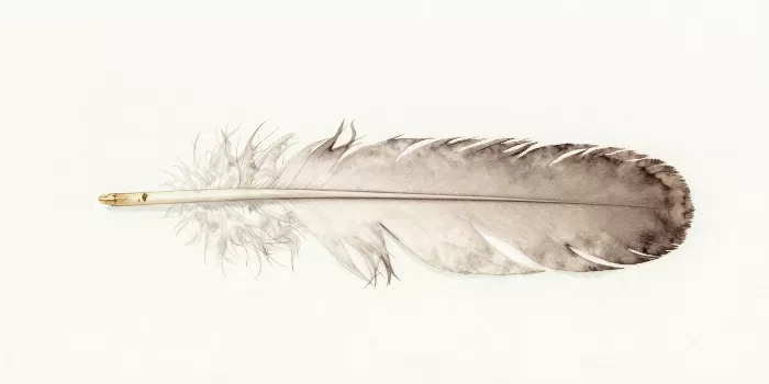 Goose Quill