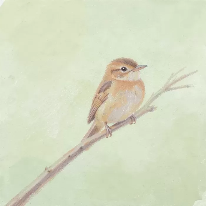 Wren & Branch