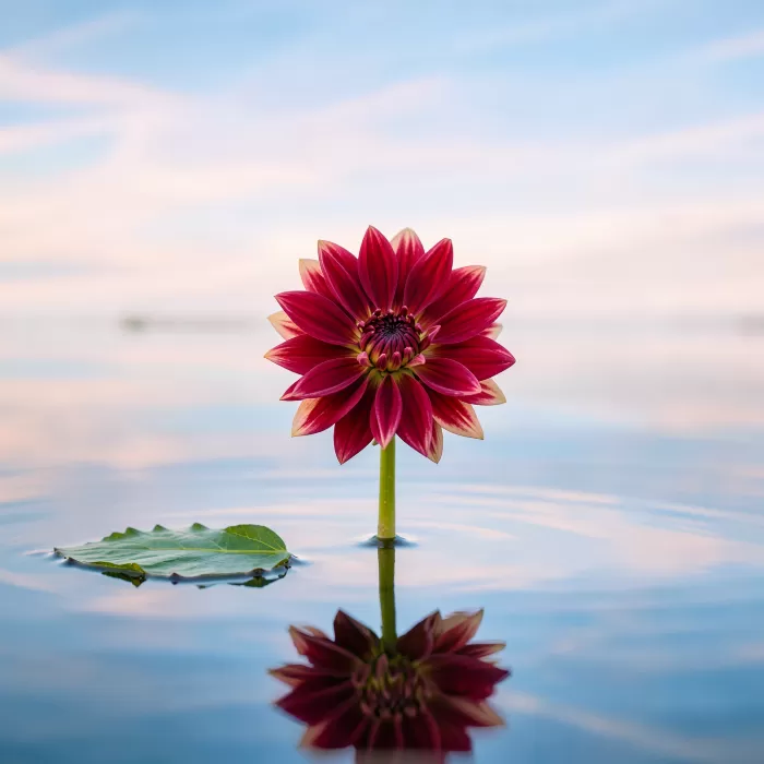 Pond Dahlia