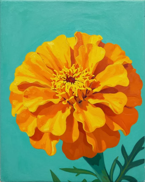 Marigold Bold