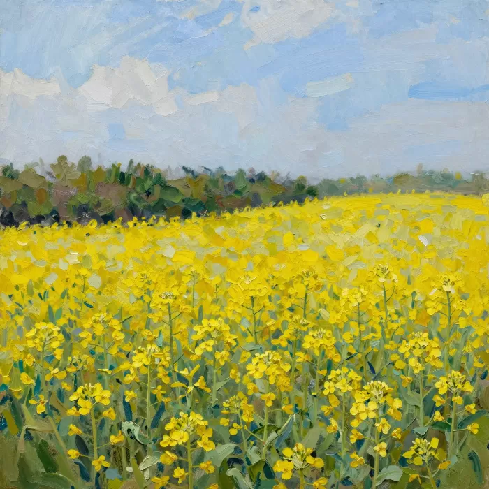 Canola Gold