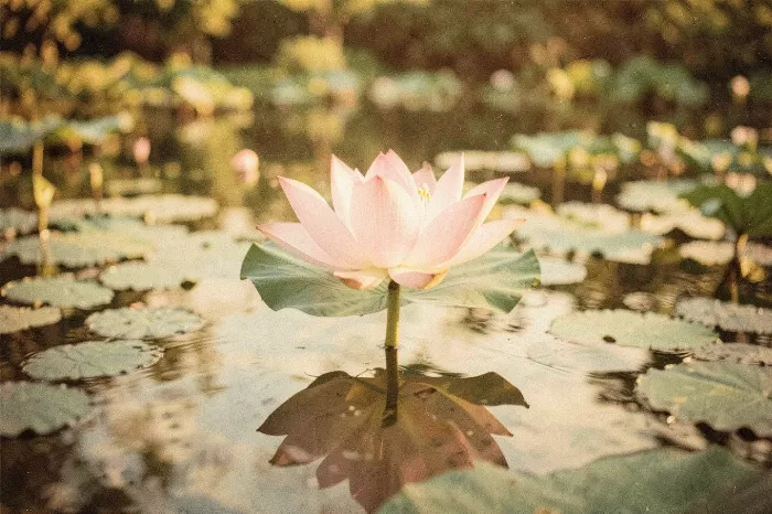 Pond Lotus