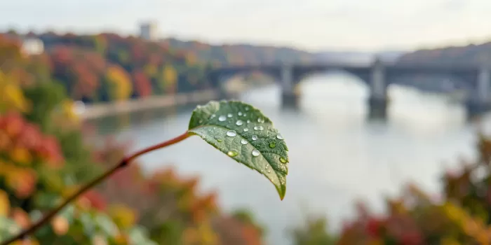 Bridge Leaf