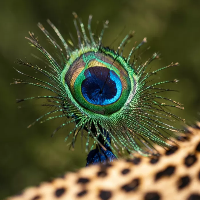 Ocelli
