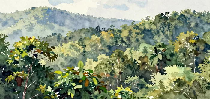 Daintree Haze