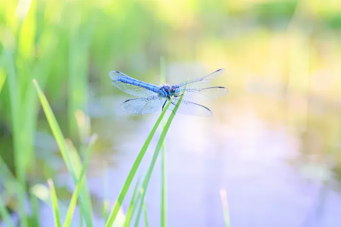 Sapphire Rest