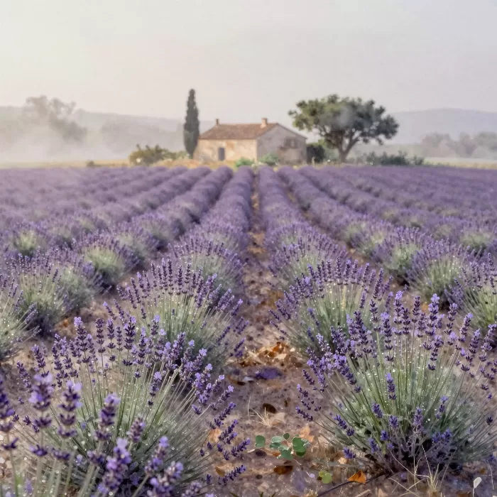 Provence Mist