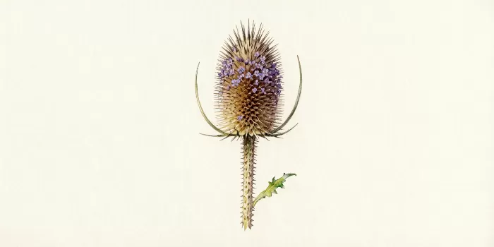 Teasel Study