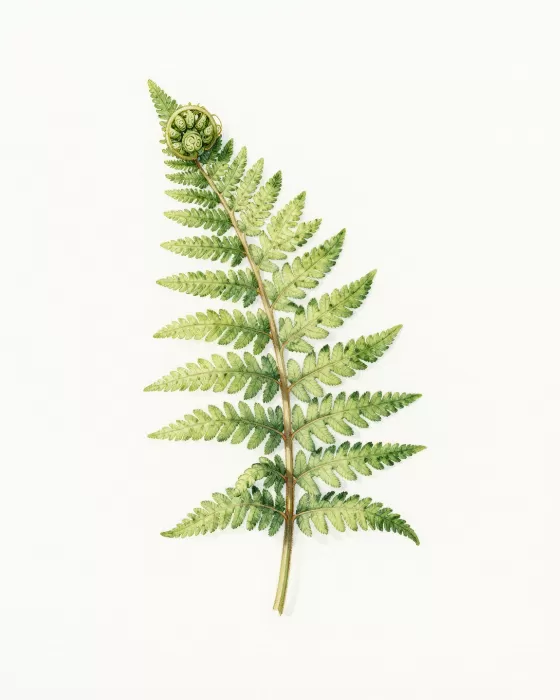Unfurling Fern