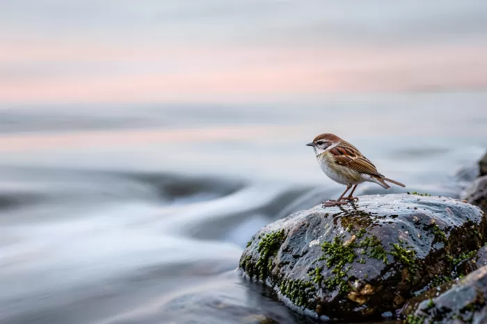 Still Wren