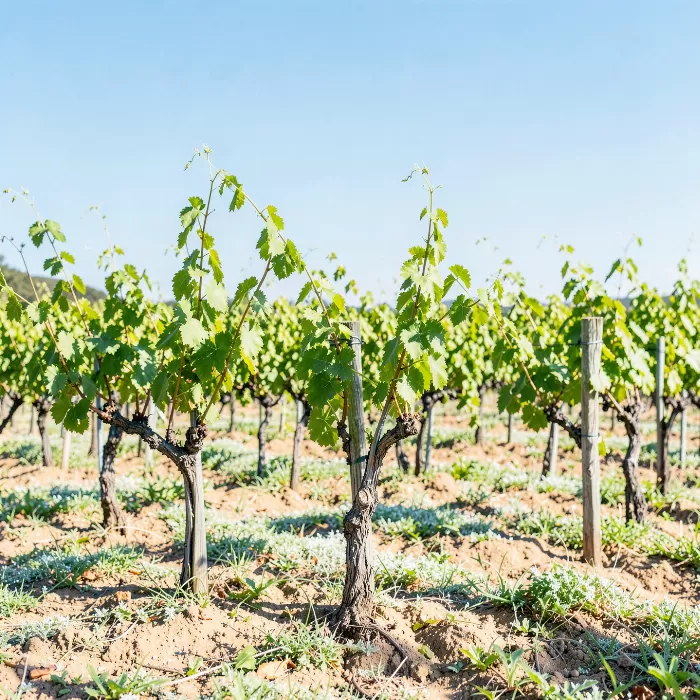 Spring Vines