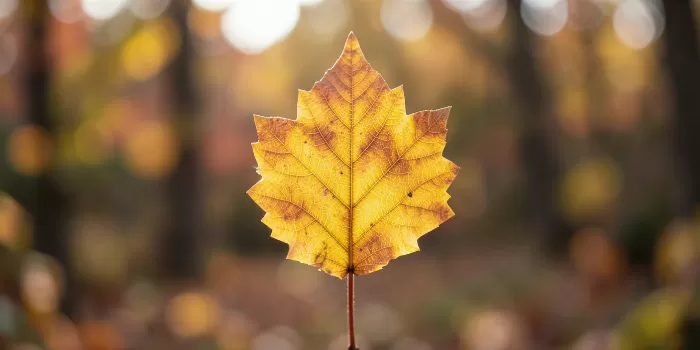 Golden Veins