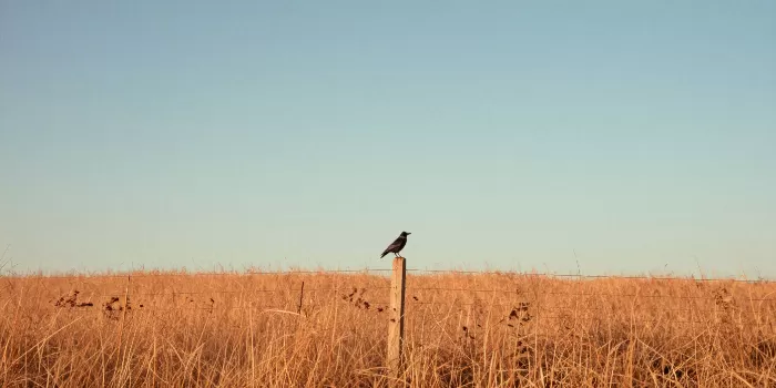 Field Crow