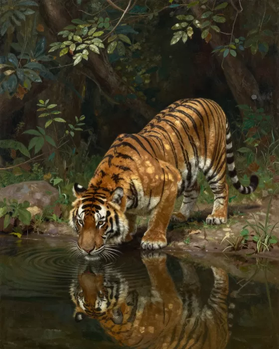 Tiger's Drink