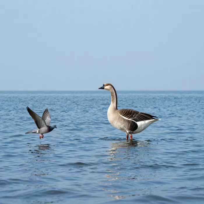 Sea Crossing