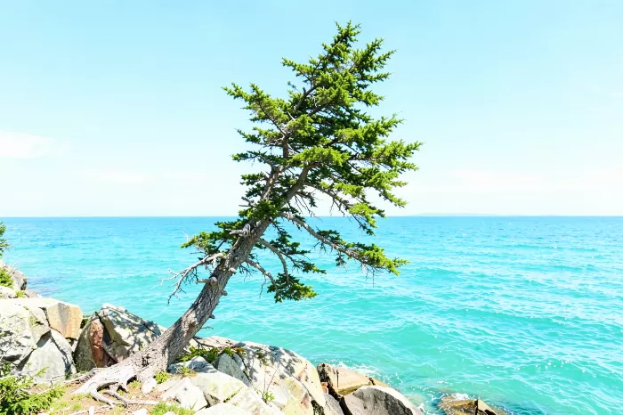 Gulf Spruce