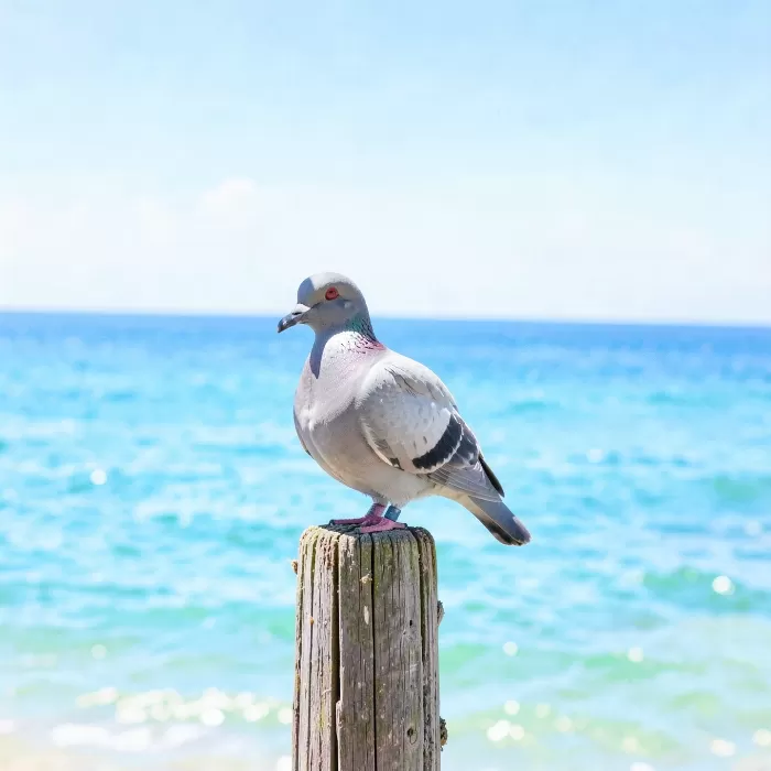 Post Perch