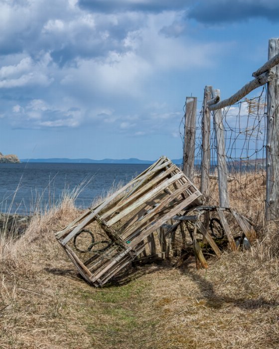 Coastal Calling - Newfoundland art print