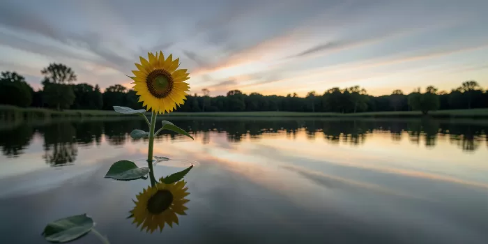 Still Sunflower