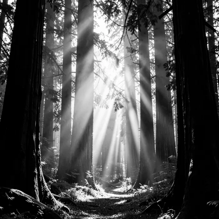 Sunbeam Forest