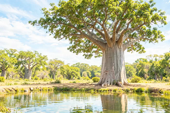 Baobab Radiance