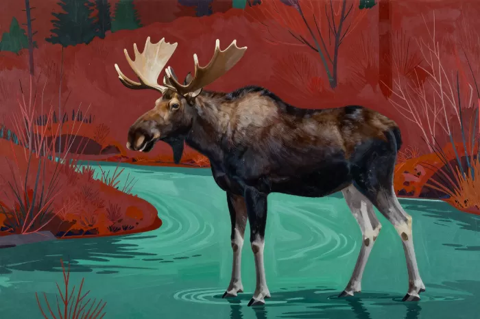 Stream Moose