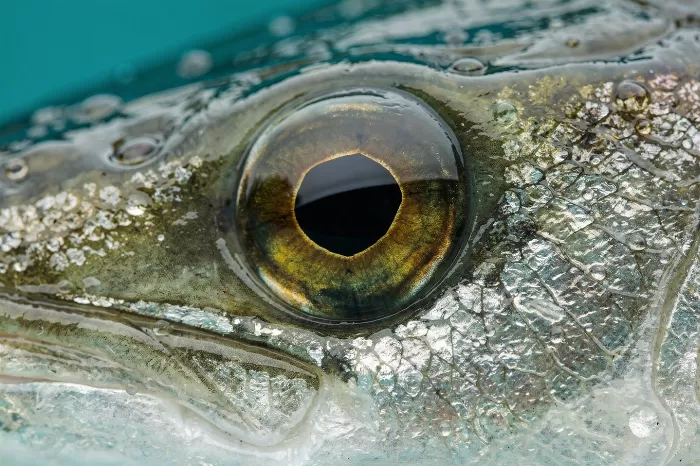 Codfish Eye
