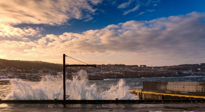 Full Frontal - Newfoundland art print
