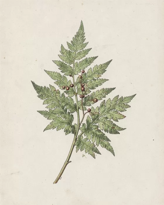 Fjord Fern