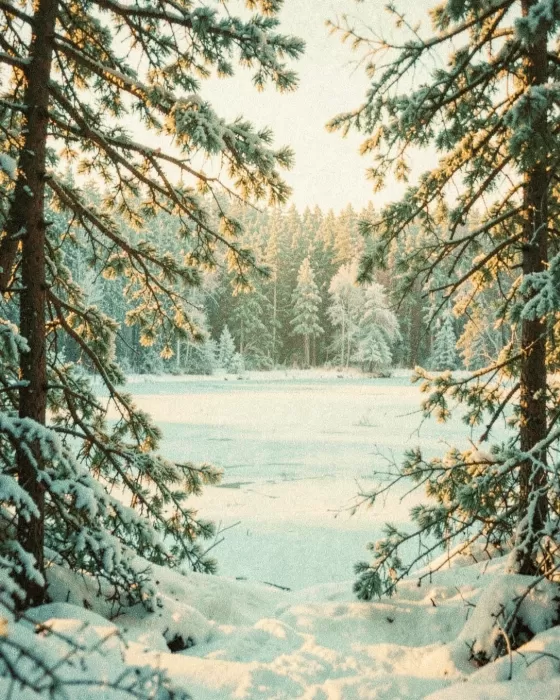 Vintage Forest