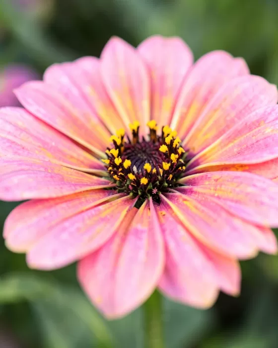 Zinnia Blush