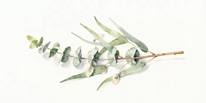 Silver Branch
