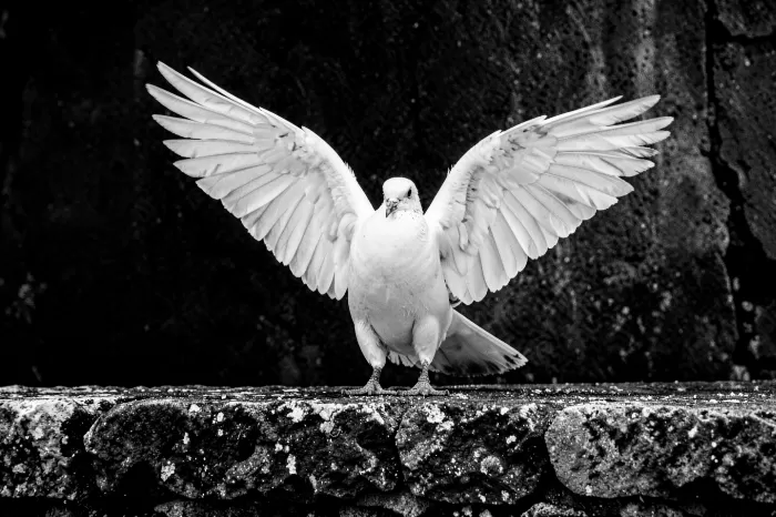 Wingfall
