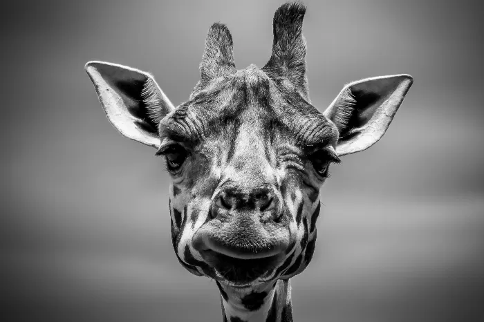 Giraffe in monotone