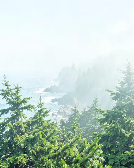 Cape Perpetua