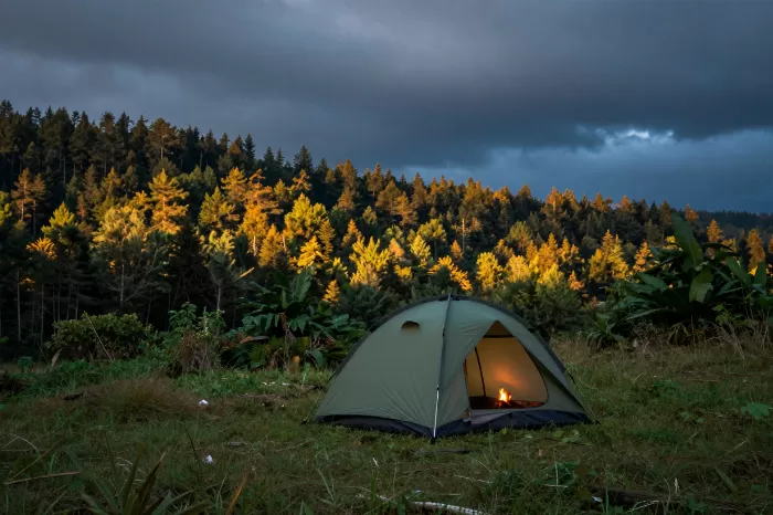 Forest Campfire