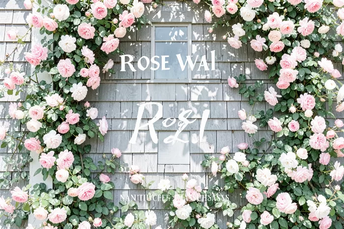 Rose Wall