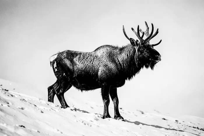 Caribou