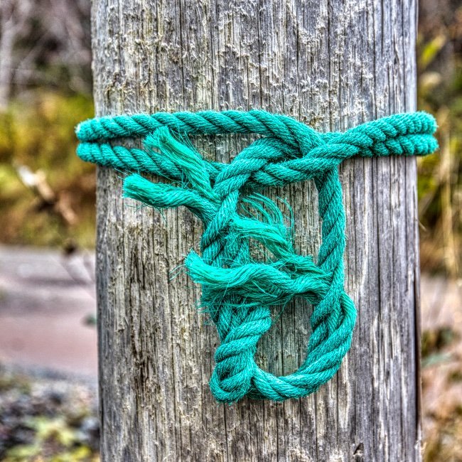 All Tied Up - Newfoundland art print