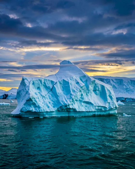 Arctic Crown