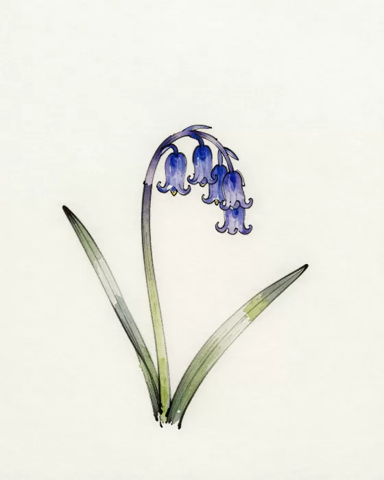 Violet Bells