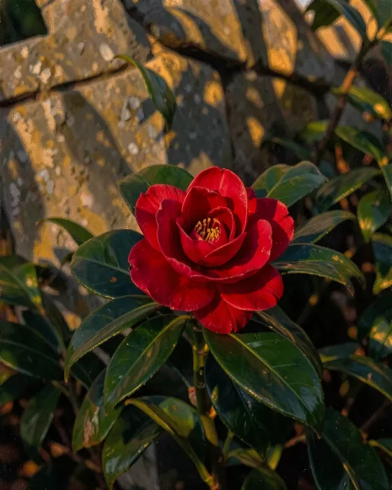Golden Camellia