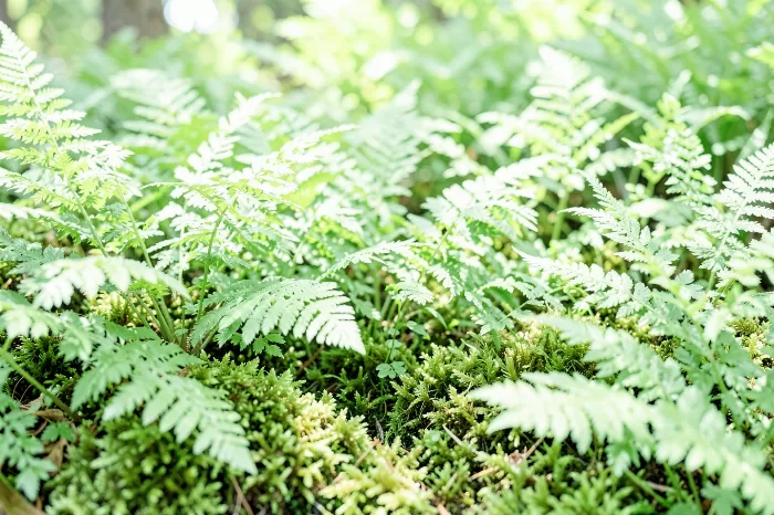 Mossy Green