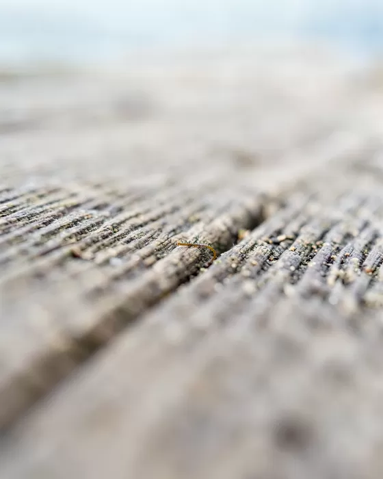 Weathered Grain