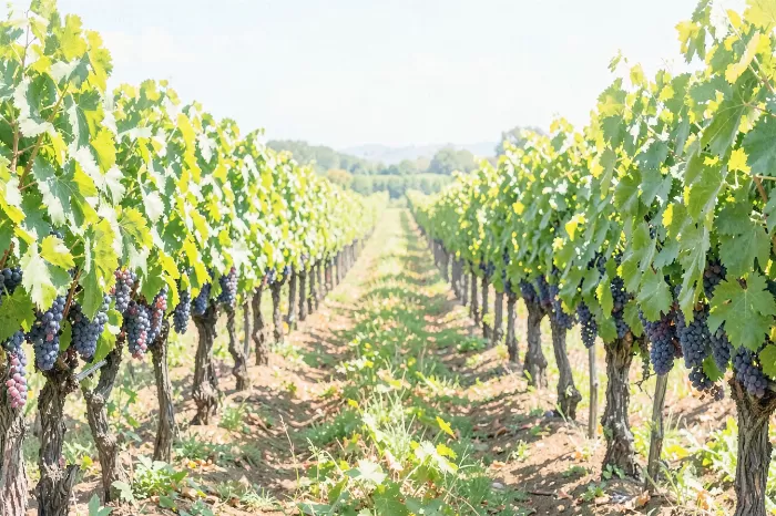 Bordeaux Vineyard