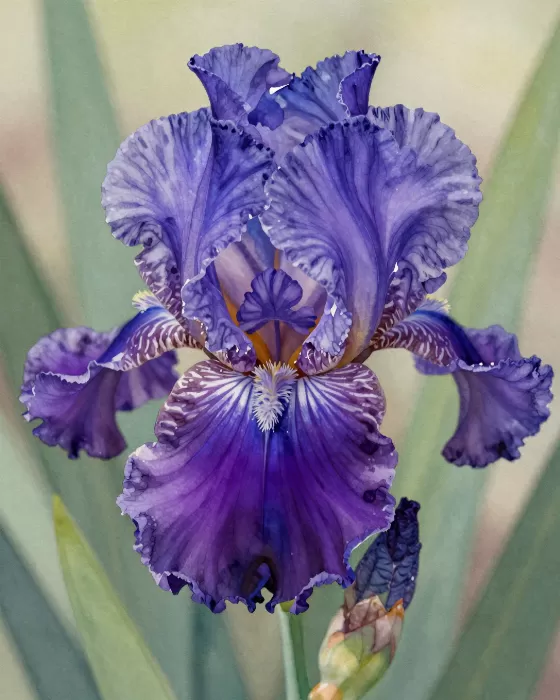 Indigo Iris